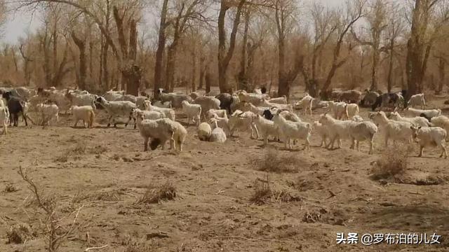 当年核试的罗布泊还会对人体造成伤害吗？