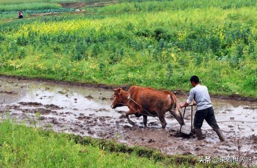 大型动物交配大全:动物多能干你能举个例子吗？