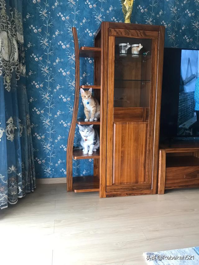 美短猫:第一次养猫，养美短还是橘猫？