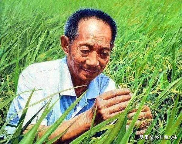 有人说80%的人吃的都是谢华安的“汕优63”，为何袁隆平才是水稻之父？