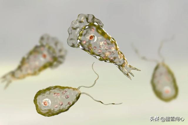 福氏耐格里变形虫:继杀人蜂之后，食脑虫又入侵美国，致死率更高，您怎么看这问题？