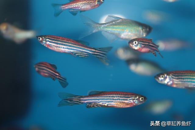 金鱼藻图片:为什么用底滤大鱼缸养普通的鱼都养不活？