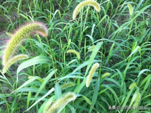 多花黑麦草栽培技术:多花黑麦草种植的技术特点如何 哪些草适合鹅吃，而且能使鹅长的快？