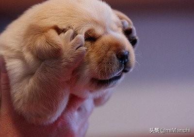 狗不能吃巧克力:金毛有什么食物不可以吃？