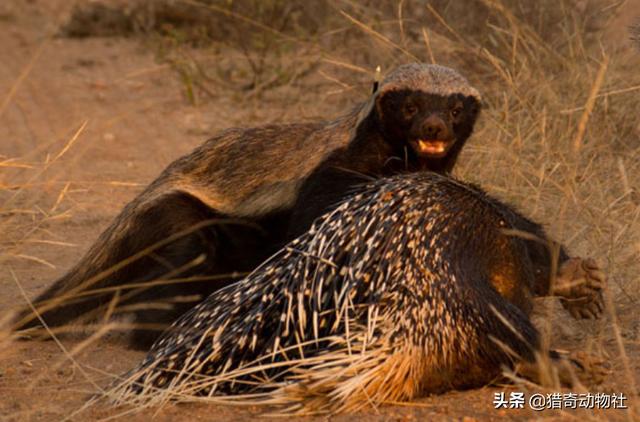 渔貂吃豪猪视频 优酷:渔貂捕食豪猪视频 名不见经传的渔貂，为何能斗败连豹子都不敢招惹的豪猪呢？