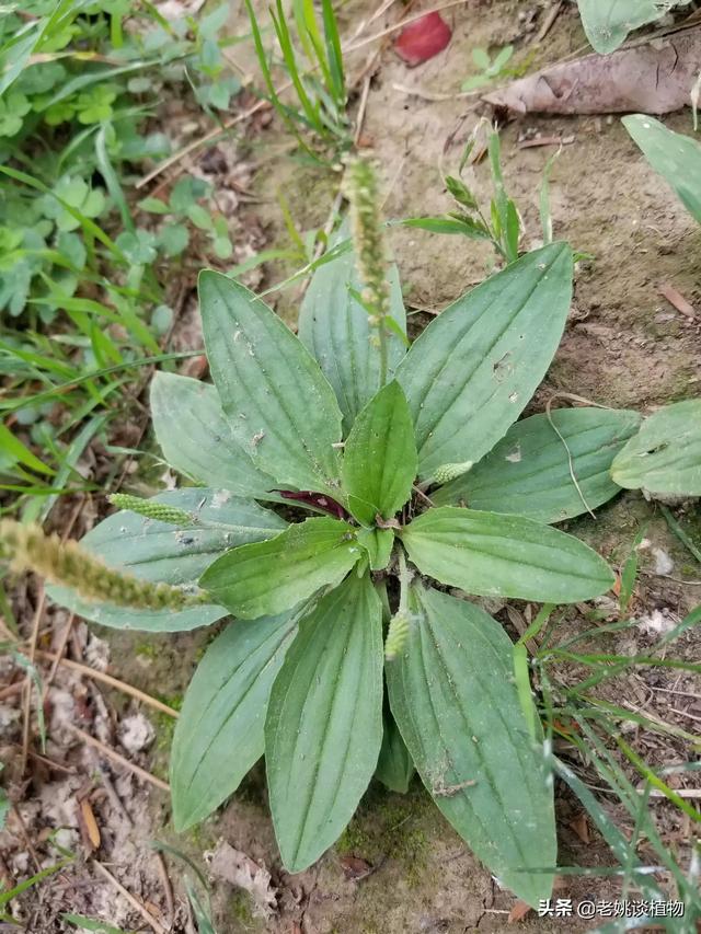 八宝茶产地,甘肃、新疆和宁夏哪个地方的羊肉最好吃？