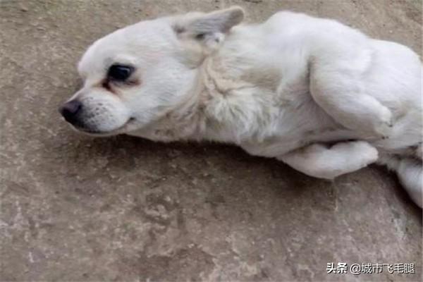 犬瘟热后期抽搐几天:狗狗抽搐是什么样子，狗瘟/犬瘟热抽搐症状？