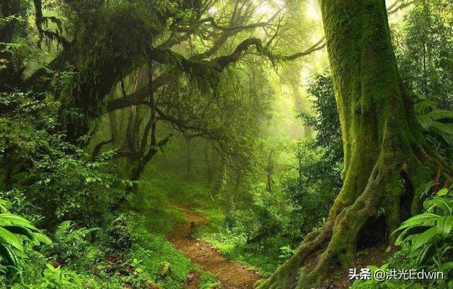 夜晚热带雨林灵异事件:为什么有人说亚马逊雨林是人类禁区？到底有多恐怖？