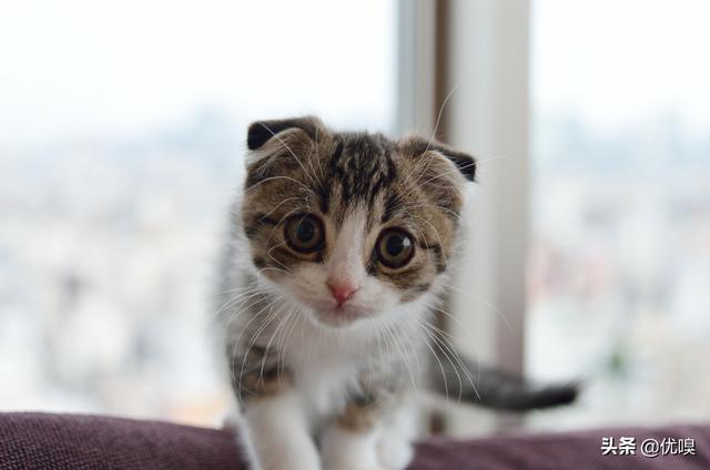 领养猫:领养猫咪前需要准备什么？