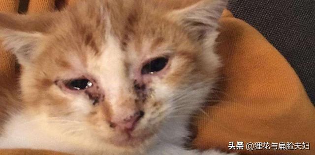 短毛波斯猫流黄眼泪:猫总是有眼泪，眼角黄黄的，是怎么回事？