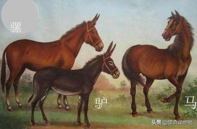 家里养的大鹅的祖先是什么动物:大雁与家鹅有生殖隔离吗？