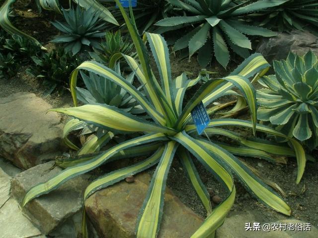 龙舌兰的养殖方法:盆栽龙舌兰需要注意什么？