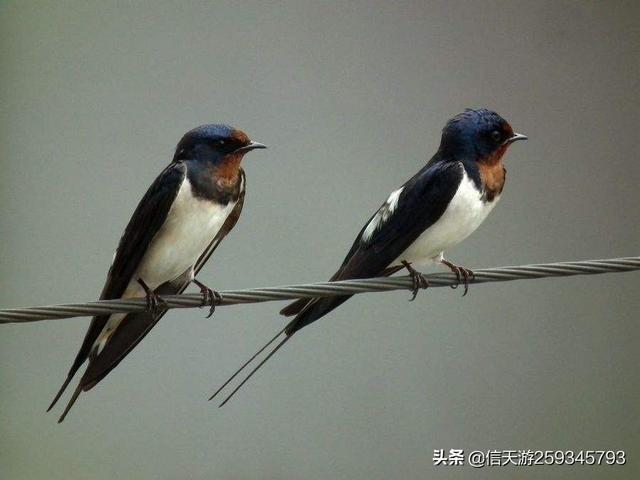 少女与白狗:有没有与动物和睦相处的故事分享呢？