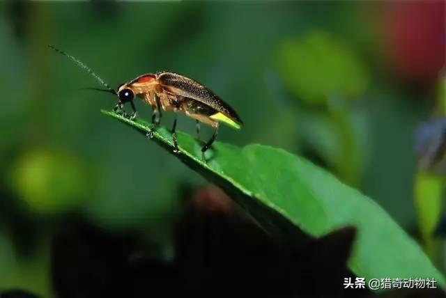 萤火虫为什么会发光:萤火虫为什么可以发光？是不是有荧光剂？