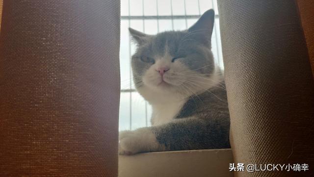 在寝室养猫注意事项:租别人房子住，想养只猫，可以吗？