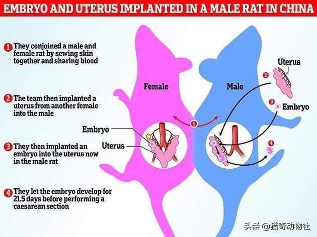 公鼠怀孕实验下一步是男人要怀孕了吗(公鼠怀孕实验步骤)