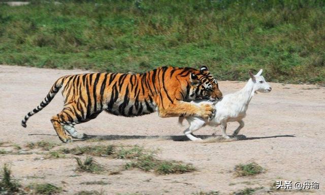 老虎在非洲能生存吗，如果老虎物种入侵了非洲会怎样