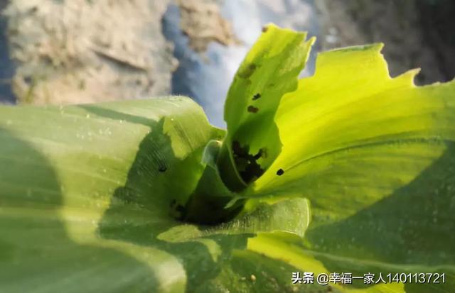 蜱虱消价格:玉米好多钻心虫用什么药可打死？