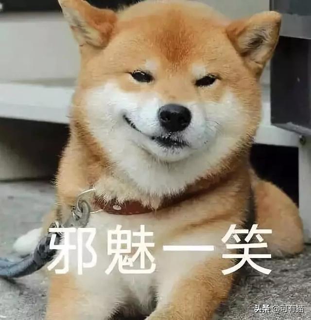 日本柴犬图片:柴犬的魅力到底有多大？你为什么养柴犬？