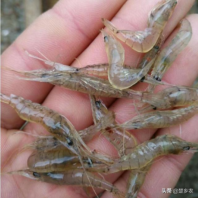 农村河水草里的小虾一厘米左右,请问叫什么虾,能长多大？