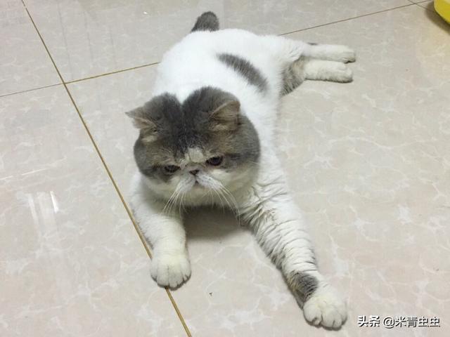 信元发育宝惠州:信元发育宝和台湾发育宝 10个多月的猫喂什么猫粮，有什么牌子推荐的吗？