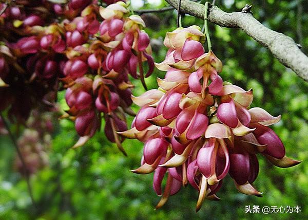 东莞 禾雀花:东莞清溪大王山风景好不好？好玩吗？