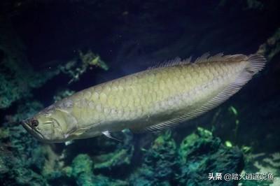 斑马鱼养殖:斑马鱼养殖密度 60厘米高的缸适合养多少斑马鱼？