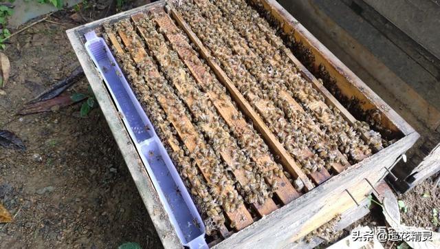 僵尸蜜蜂:有一种蜂专吃蜜蜂，是什么蜂