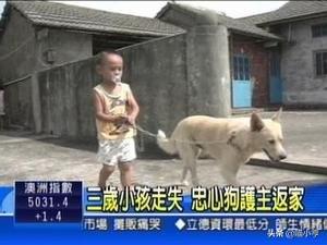 养狗这回事:农村人差不多家家都养狗，你知道为什么吗？ 养狗这回事 电视剧