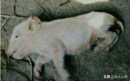 猪伪急性脑炎什么症状:在农村养猪，猪得了传染性脑脊髓炎如何诊治？