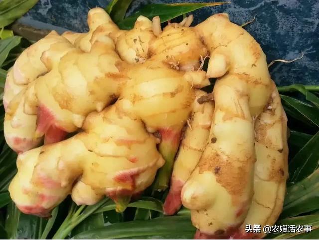 戴更基pdf百度云:发过烂脖子病的土地还能继续种姜吗？如何改善？