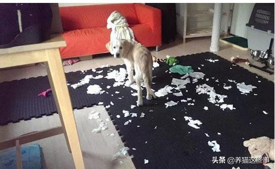 大丹狗吃袜子:狗狗为什么喜欢咬我的臭袜子？