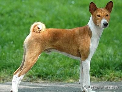有小孩能养巴仙吉犬吗？
