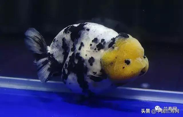 中国兰寿金鱼网:饲养国寿鱼要注意些什么问题呢？
