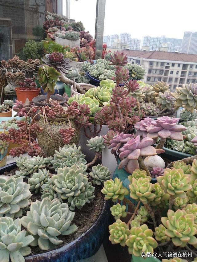 多肉植物栽培:盆栽和多肉要如何养？想自己创业大家有什么建议？