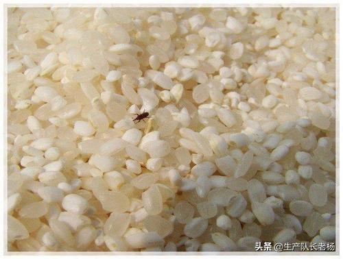 大米生虫后还可以吃吗，农家米、面生虫后还能不能吃对人体有伤害吗