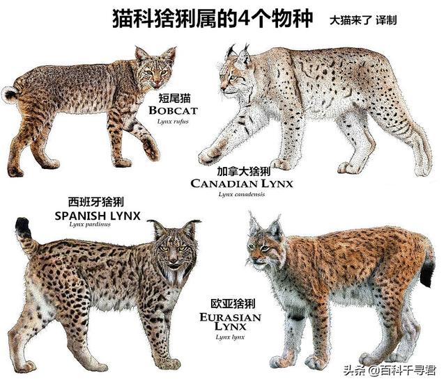 加拿大猞猁:美国短尾猫打的过狞猫吗？