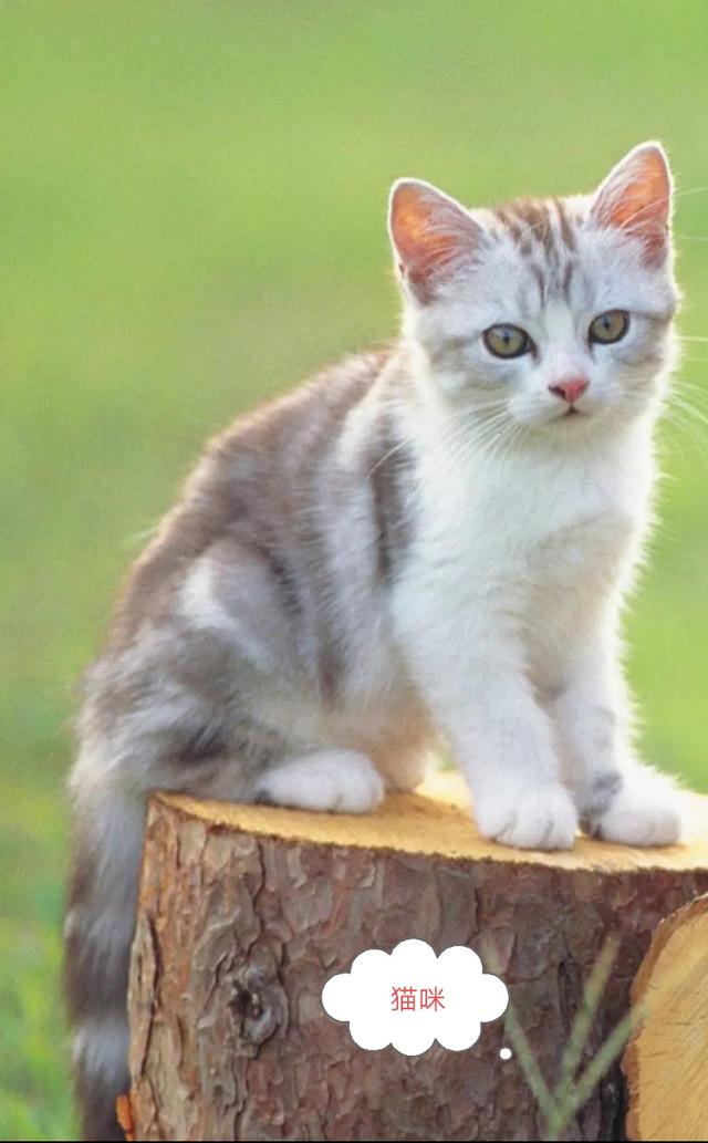 您知道家鹅的祖先是什么动物吗:老虎、狮子、猫和豹子属于猫科动物，它们的祖先是什么动物呢？