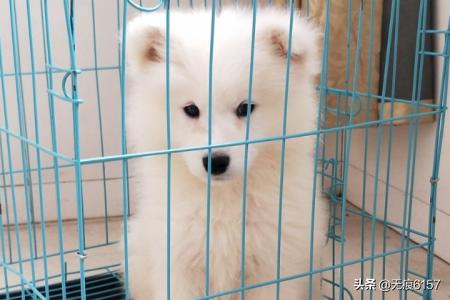 怎样喂养萨摩犬:刚好二个月大的萨摩耶幼犬怎样喂养与照顾？