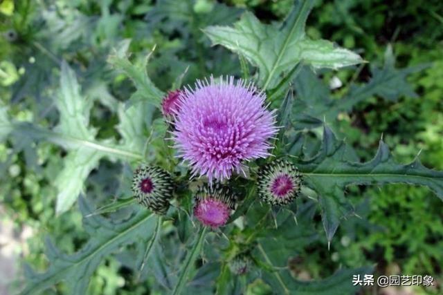 胜红蓟的禁忌:像蒲公英的红色花叫什么花？