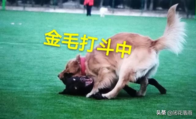 拉布拉多金毛:为什么有人说“国外养拉布拉多的人比养金毛的多”