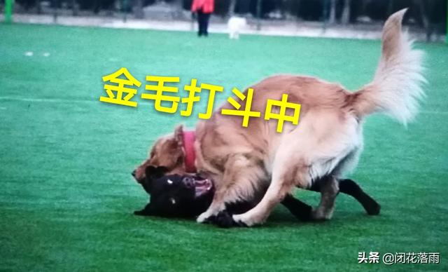 拉布拉多犬和金毛哪个贵啊:养拉布拉多和金毛，各自的优缺点是什么？