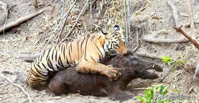中美貘:为什么美洲豹捕食的猎物还大于虎？