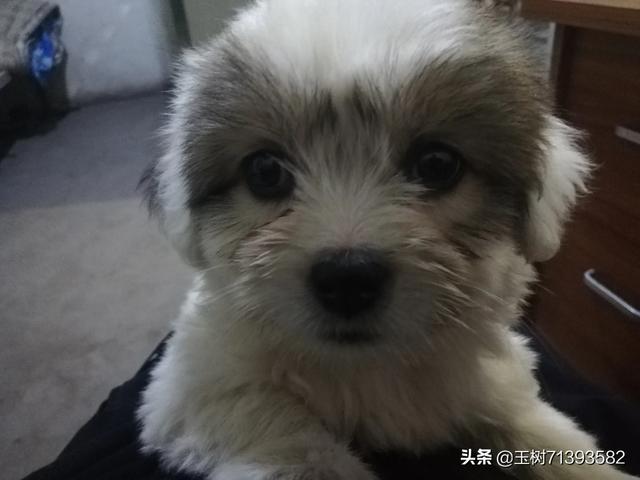 北京杜宾犬舍杜宾幼犬:狗换了新主人会想旧主人吗？