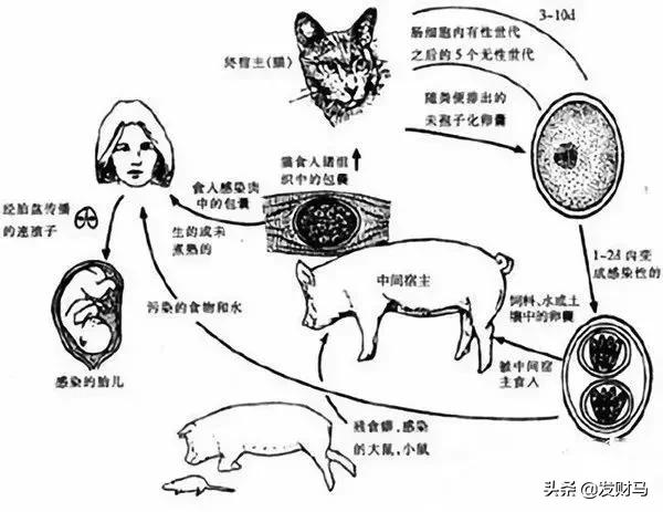 附红体病 治疗:母猪附红体怎样预防和治疗？