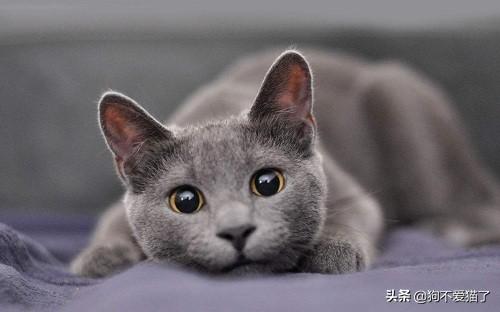 适合英短蓝猫幼猫猫粮:养英短蓝猫需要注意些什么，你们是怎么喂养的？ 适合英短蓝猫的名字