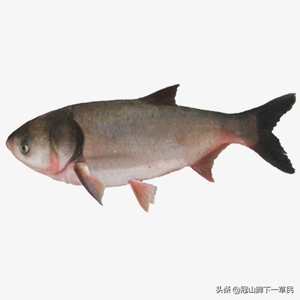 头条问答 为什么养鱼池里会放养大量花白鲢 19个回答