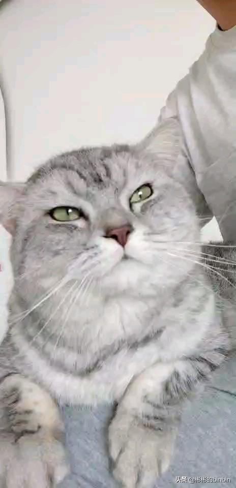 养猫记 angelo 番外:铲屎官长时间外出，该如何安置好家中的喵主子？