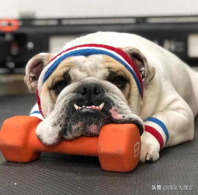 波士顿梗犬和法斗串:有哪些适合家养的中型狗狗？