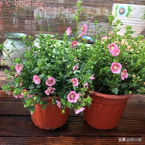 木槿11月份能换盆吗？